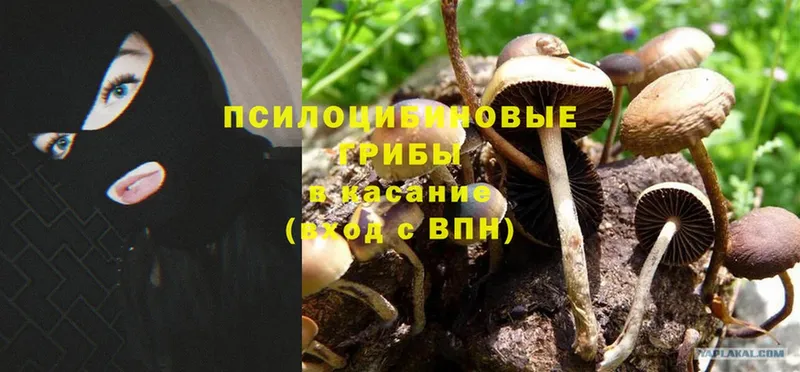 Галлюциногенные грибы Magic Shrooms  Губаха 